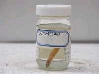 藏品(異葉公鯷)的圖片